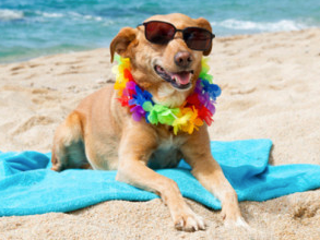 A dog in sunglasses and a lei on a beach towel