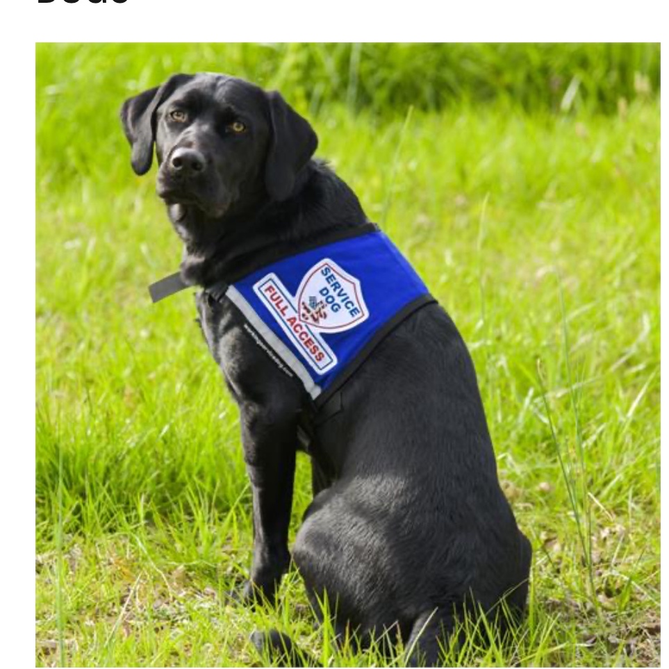 A black lab wearing a service dog vest on the grass